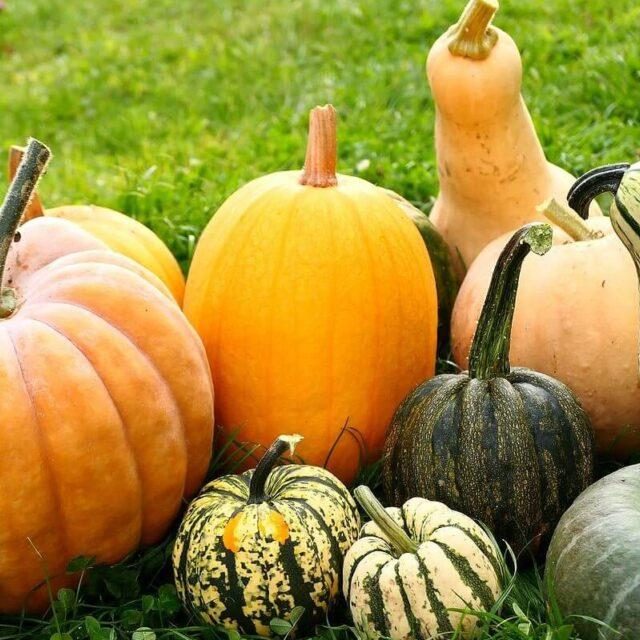 Beatriz-Calabazas-1bigstock-pumpkin-and-squash-gourds-autu-302269225-2-1c-1280x640